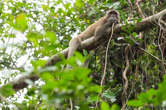 The Little Amazon and Sri Phang Nga Waterfall Full Day Tour From Khao Lak - What the small group changes