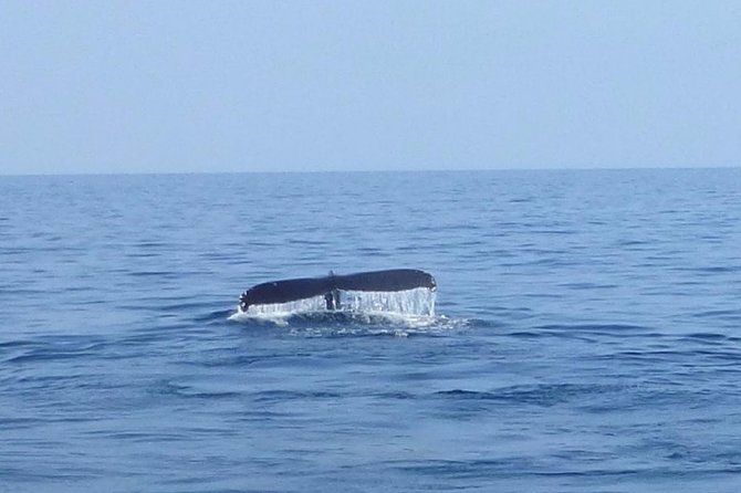 Wake Up With the Whales Cruise on Seasmoke - The 8:00 am start and what the first minutes feel like