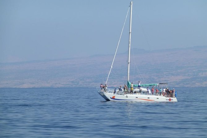 Wake Up With the Whales Cruise on Seasmoke - The best season and the limits of the guarantee