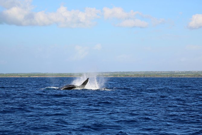 Wake Up With the Whales Cruise on Seasmoke - Watching humpbacks inside the sanctuary