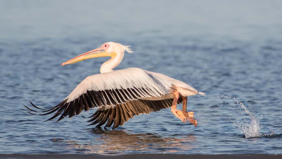 Walvis Bay and Sandwich Harbour Tour - A picnic beside the ocean