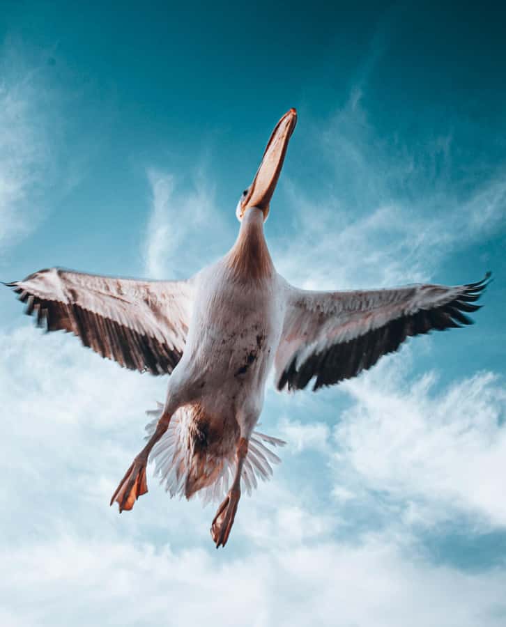 Walvis Bay: Dolphin Cruise, Pink Lakes and 4x4 Dune Drive - Lunch with sparkling wine in the dunes