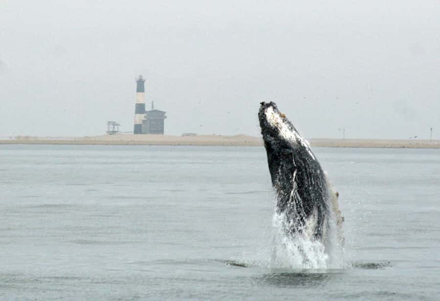 Walvis Bay: Marine Big 5 Luxury Catamaran Tour - A polished morning on Walvis Bay