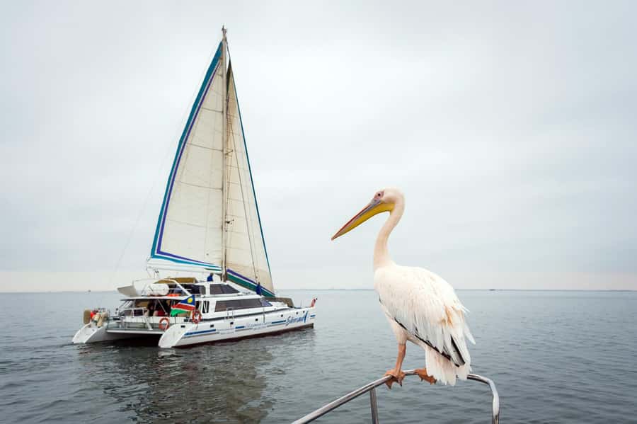 Walvis Bay: Marine Big 5 Luxury Catamaran Tour - Past the point, the search gets less predictable