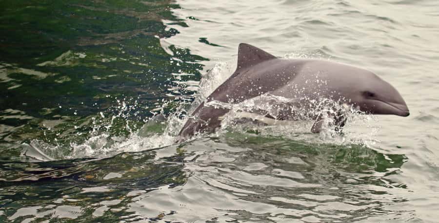 Walvis Bay: Marine Big 5 Luxury Catamaran Tour - Lunch with oysters, bubbly, and local drinks