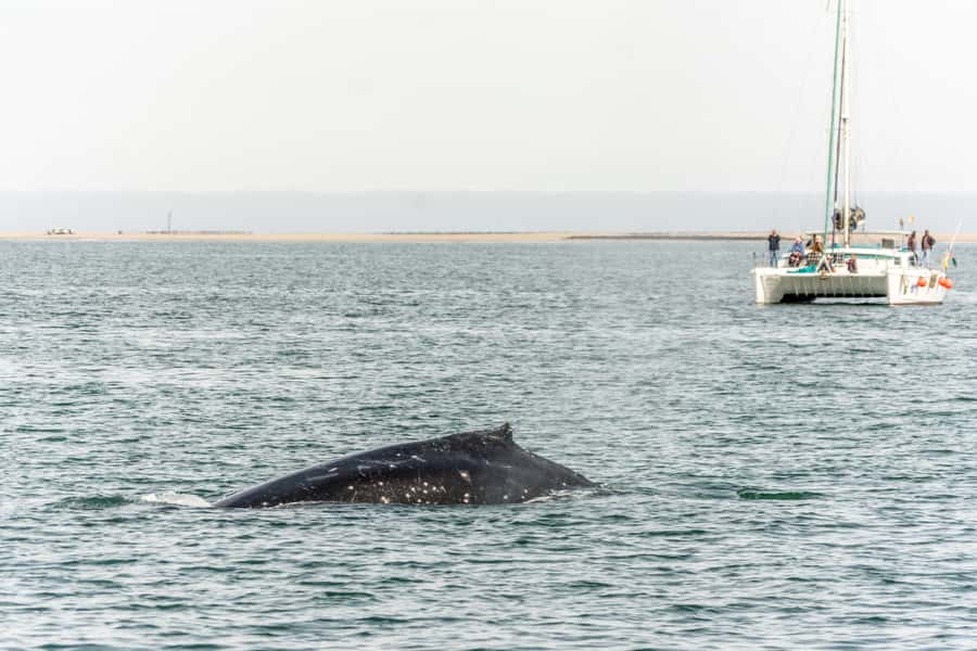 Walvis Bay: Marine Big 5 Luxury Catamaran Tour - A good fit for families, cruise passengers, and mixed groups
