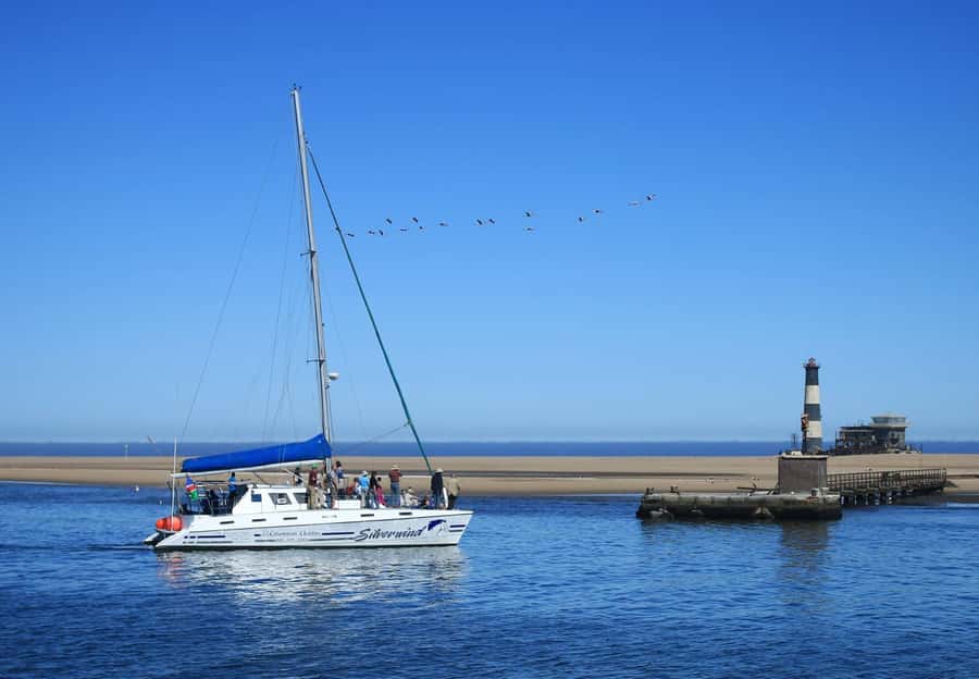 Walvis Bay: Marine Big 5 Luxury Catamaran Tour - Price, comfort, and the one real tradeoff