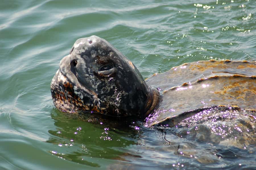 Walvis Bay: Marine Big 5 Luxury Catamaran Tour - Oyster farms and the approach to Pelican Point