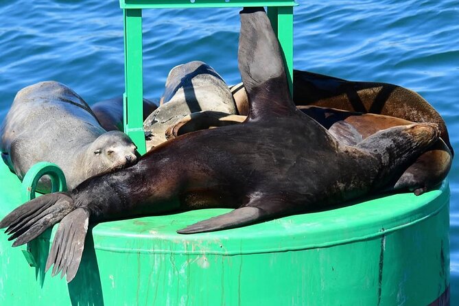 West Harbor LA 45-Minute Narrated Harbor Cruise of San Pedro - Who Will Enjoy This Cruise Most?